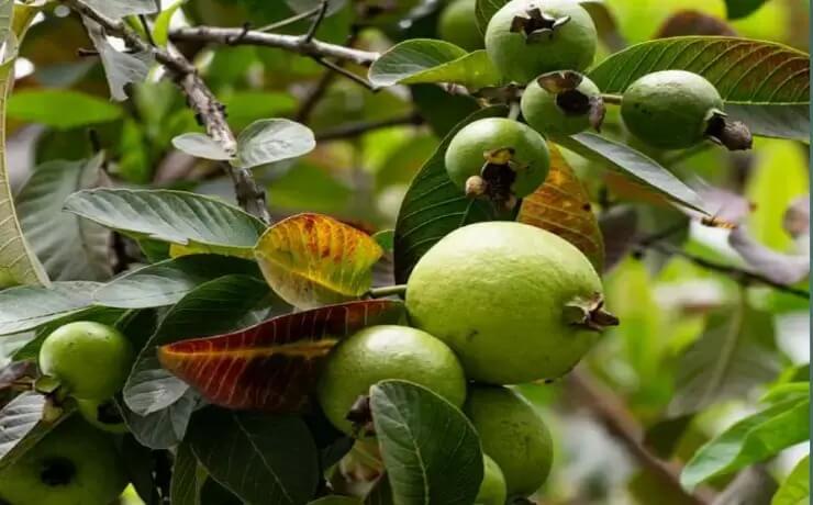 পেয়ারার উপকারিতা কি,Best Benefite of Guava Fruit