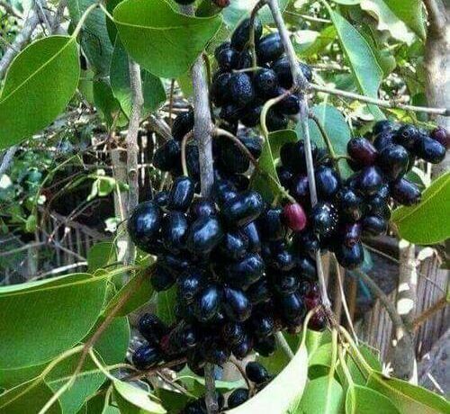 জামের যত উপকারিতা,Best Benefits Of Berries
