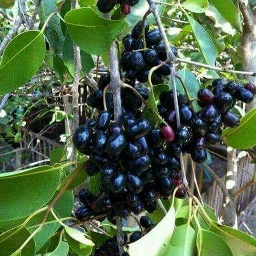জামের যত উপকারিতা,Best Benefits Of Berries