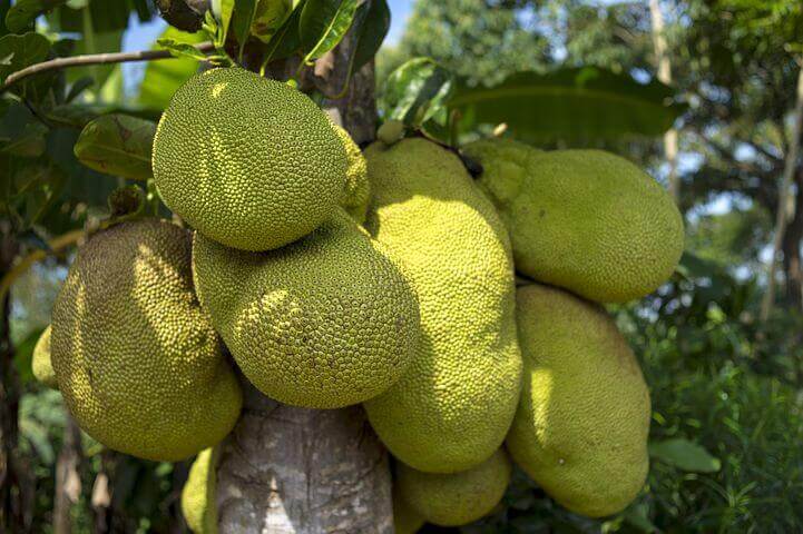 কাঁঠালের উপকারিতা,Best Benefits Of Jackfruits